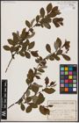 Foto von Salix aurita L.